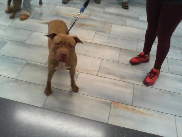 Shelter Stray Male Dog last seen CHARLOTTE, 8315 Byrum Dr, Charlotte, NC 28217, USA