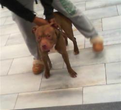 Shelter Stray Male Dog last seen CHARLOTTE, 8315 Byrum Dr, Charlotte, NC 28217, USA