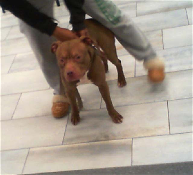 Shelter Stray Male Dog last seen CHARLOTTE, 8315 Byrum Dr, Charlotte, NC 28217, USA