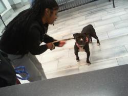 Shelter Stray Female Dog last seen CHARLOTTE, 8315 Byrum Dr, Charlotte, NC 28217, USA
