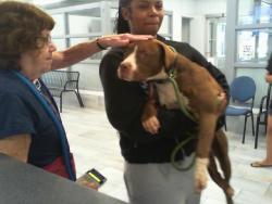 Shelter Stray Female Dog last seen CHARLOTTE, 8315 Byrum Dr, Charlotte, NC 28217, USA