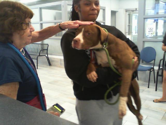 Shelter Stray Female Dog last seen CHARLOTTE, 8315 Byrum Dr, Charlotte, NC 28217, USA