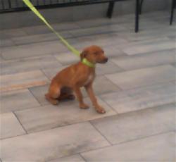 Shelter Stray Female Dog last seen CHARLOTTE, 8315 Byrum Dr, Charlotte, NC 28217, USA