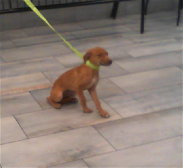 Shelter Stray Female Dog last seen CHARLOTTE, 8315 Byrum Dr, Charlotte, NC 28217, USA