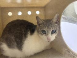 Shelter Stray Female Cat last seen HALLOCK DR, 1601 Eubanks Rd, Chapel Hill, NC 27516, USA