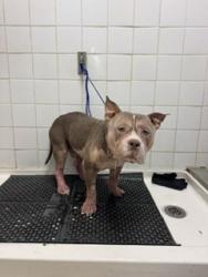 Shelter Stray Male Dog last seen Near BLOCK SW 82 AVE, 3599 NW 79th Ave, Doral, FL 33122, USA