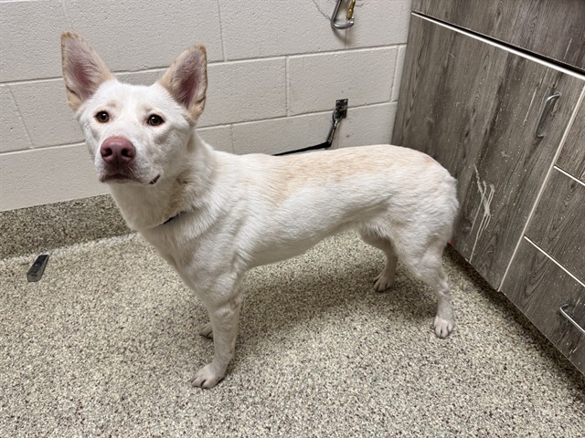 Shelter Stray Female Dog last seen Near BLOCK N CAMPUS HTS, COLORADO SPRINGS, CO, 610 Abbot Ln, Colorado Springs, CO 80905, USA