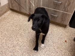 Shelter Stray Female Dog last seen Near BLOCK CORALBELL GRV, COLORADO SPRINGS CO 80910, 610 Abbot Ln, Colorado Springs, CO 80905, USA