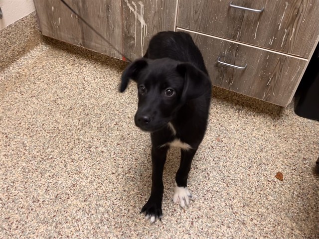 Shelter Stray Female Dog last seen Near BLOCK CORALBELL GRV, COLORADO SPRINGS CO 80910, 610 Abbot Ln, Colorado Springs, CO 80905, USA