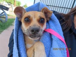 Shelter Stray Male Dog last seen CENTRAL / SOUTHERN, 5501 E Van Buren St, Phoenix, AZ 85008, USA