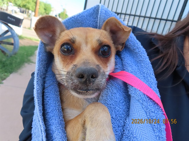 Shelter Stray Male Dog last seen CENTRAL / SOUTHERN, 5501 E Van Buren St, Phoenix, AZ 85008, USA