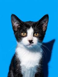 Shelter Stray Male Cat last seen Near BLOCK HEMLOCK ST, 2020 Forest St, Jacksonville, FL 32204, USA