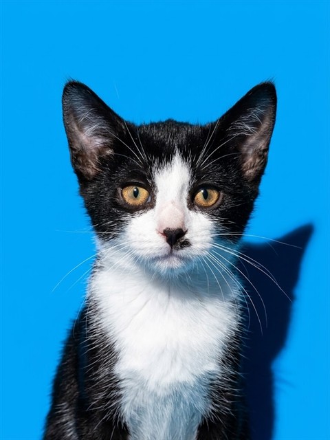 Shelter Stray Male Cat last seen Near BLOCK HEMLOCK ST, 2020 Forest St, Jacksonville, FL 32204, USA