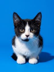 Shelter Stray Male Cat last seen Near BLOCK HEMLOCK ST, 2020 Forest St, Jacksonville, FL 32204, USA