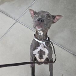 Shelter Stray Female Dog last seen Near BLOCK W OHIO AVE, DENVER CO 80219, 1241 W Bayaud Ave, Denver, CO 80223, USA