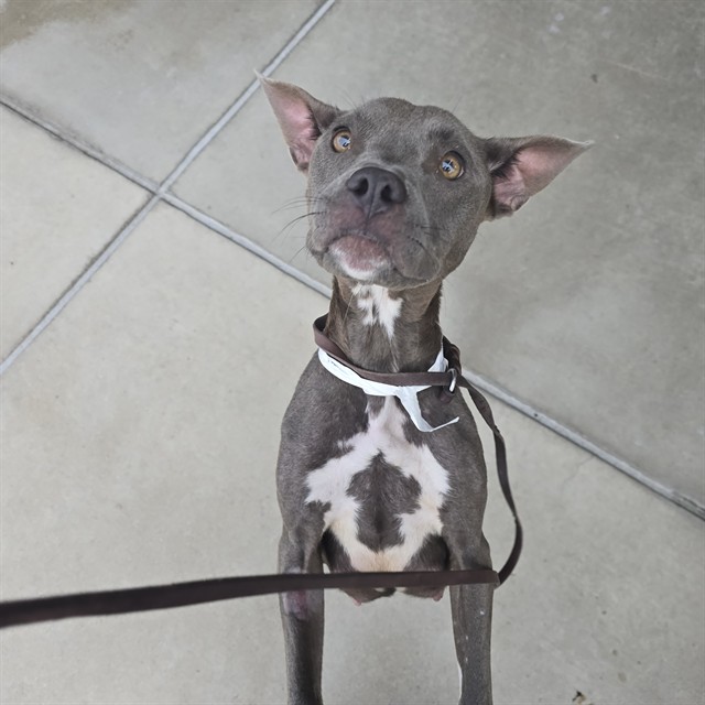 Shelter Stray Female Dog last seen Near BLOCK W OHIO AVE, DENVER CO 80219, 1241 W Bayaud Ave, Denver, CO 80223, USA