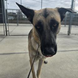 Shelter Stray Male Dog last seen Near BLOCK E 52ND AVE, DENVER CO 80216, 1241 W Bayaud Ave, Denver, CO 80223, USA