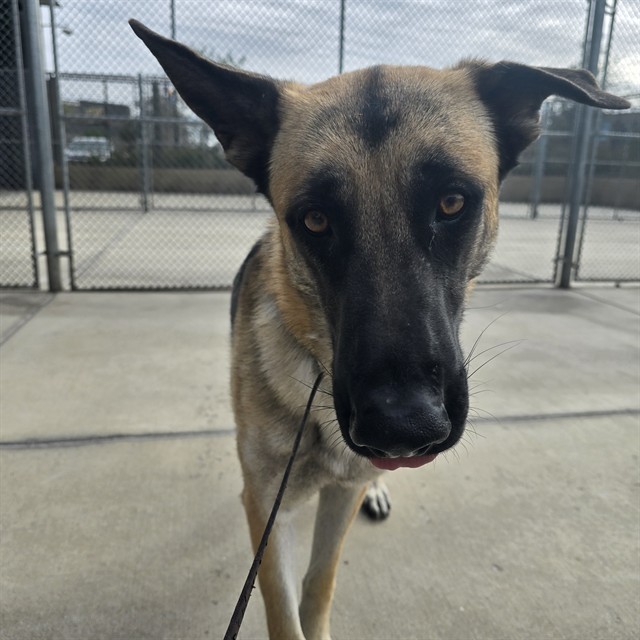 Shelter Stray Male Dog last seen Near BLOCK E 52ND AVE, DENVER CO 80216, 1241 W Bayaud Ave, Denver, CO 80223, USA