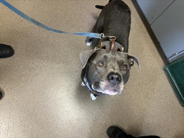 Shelter Stray Male Dog last seen Near BLOCK E 47TH ST S, WICHITA KS 67216, 3303 N Hillside St, Wichita, KS 67219, USA