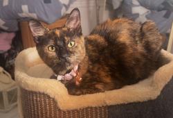 Reunited Female Cat last seen Remington oak dr., Lake Mary, FL 32746