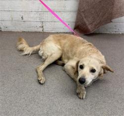 Shelter Stray Male Dog last seen , 333 Chandler Pl, San Bernardino, CA 92408, USA