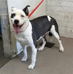 Shelter Stray Female Dog last seen CACTUS AVE X BASELINE ST, 333 Chandler Pl, San Bernardino, CA 92408, USA