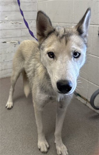 Shelter Stray Female Dog last seen 16TH ST X WATERMAN AVE, 333 Chandler Pl, San Bernardino, CA 92408, USA