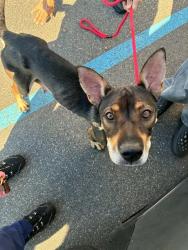 Shelter Stray Female Dog last seen Near BLOCK KENTUCKY ST DETROIT, MI 48221, 1431 E Ferry St, Detroit, MI 48211, USA