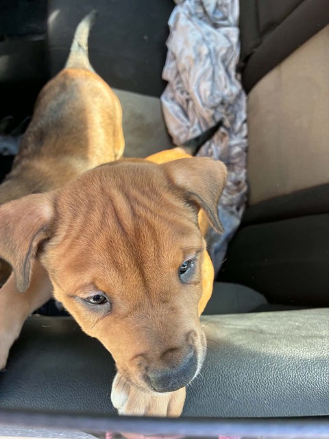 Shelter Stray Female Dog last seen Near BLOCK KENTUCKY ST DETROIT, MI 48221, 1431 E Ferry St, Detroit, MI 48211, USA