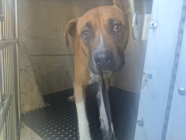 Shelter Stray Male Dog last seen Near BLOCK W MCNICHOLS RD, DETROIT, MI 48219, 1431 E Ferry St, Detroit, MI 48211, USA
