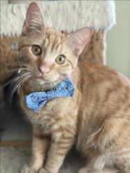 Shelter Stray Male Cat last seen , 957 N Gaffey St, San Pedro, CA 90731, USA