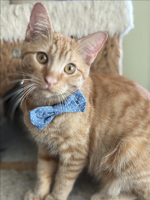 Shelter Stray Male Cat last seen , 957 N Gaffey St, San Pedro, CA 90731, USA
