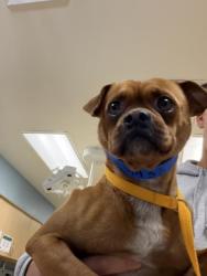 Shelter Stray Male Dog last seen VAN BUREN BLVD/ MAGNOLIA AVE, RIVERSIDE CA, 6851 Van Buren Boulevard, Jurupa Valley, CA 92509, USA
