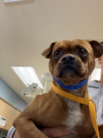 Shelter Stray Male Dog last seen VAN BUREN BLVD/ MAGNOLIA AVE, RIVERSIDE CA, 6851 Van Buren Boulevard, Jurupa Valley, CA 92509, USA