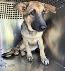 Shelter Stray Female Dog last seen GRANADA RD AND 208TH AVE, 2500 S 27th Ave, Phoenix, AZ 85009, USA