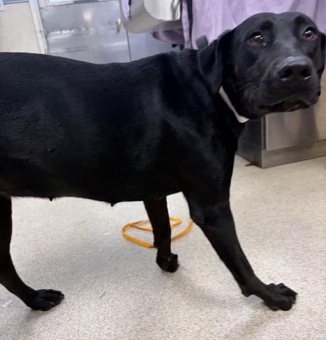 Shelter Stray Female Dog last seen Near BLOCK RUDELL RD, CORONA CA 92881, 6851 Van Buren Boulevard, Jurupa Valley, CA 92509, USA