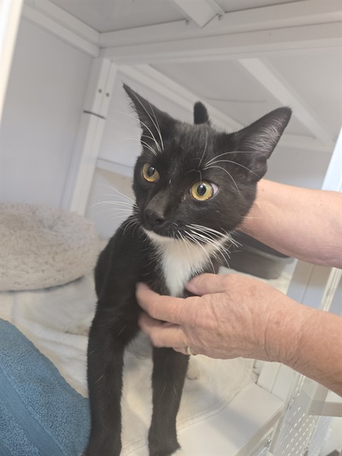 Shelter Stray Male Cat last seen TIERRA POINT APARTMENT, 1150 11 Mile Corner, Casa Grande, AZ 85194, USA