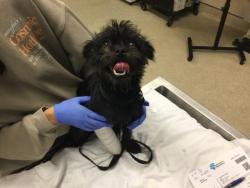 Shelter Stray Female Dog last seen Near BLOCK W BLAIN ST, RIVERSIDE CA, 6851 Van Buren Boulevard, Jurupa Valley, CA 92509, USA