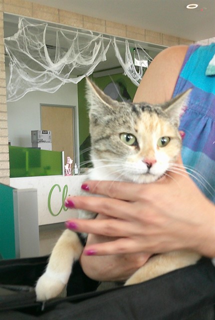 Shelter Stray Female Cat last seen , 1150 11 Mile Corner, Casa Grande, AZ 85194, USA