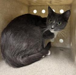 Shelter Stray Female Cat last seen , 600 Aviation Dr, Camarillo, CA 93010, USA