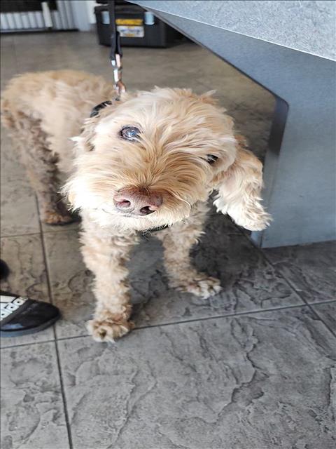 Shelter Stray Male Dog last seen , 11361 W Pico Blvd, Los Angeles, CA 90064, USA