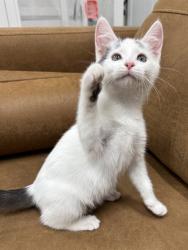 Shelter Stray Female Cat last seen RED WILLOW ST & CANDLE WOOD WAY, 2127 Front St, Sacramento, CA 95818, USA