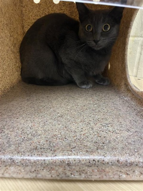 Shelter Stray Female Cat last seen 4TH AVE & 18TH ST, 2127 Front St, Sacramento, CA 95818, USA