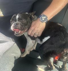 Found/Stray Male Dog last seen Glades Rd, Boca Raton, FL 33481