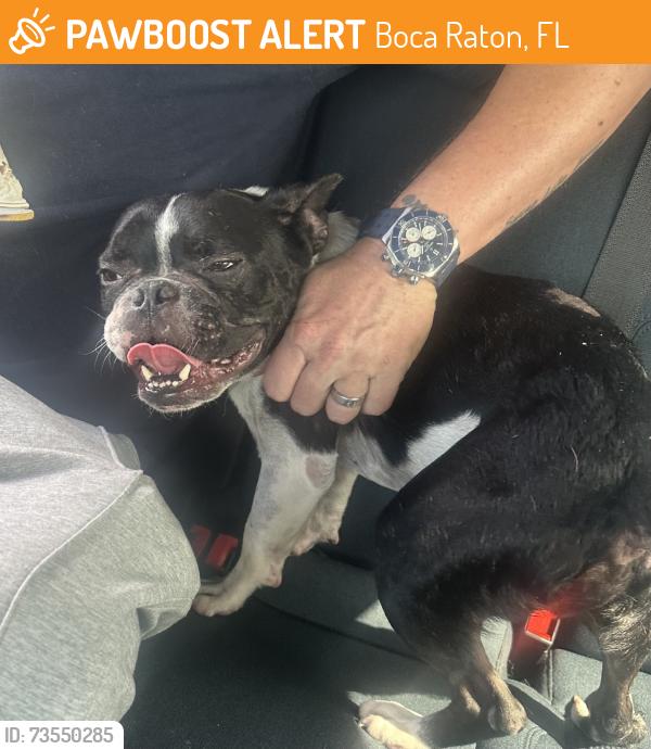 Found/Stray Male Dog last seen Glades Rd, Boca Raton, FL 33481