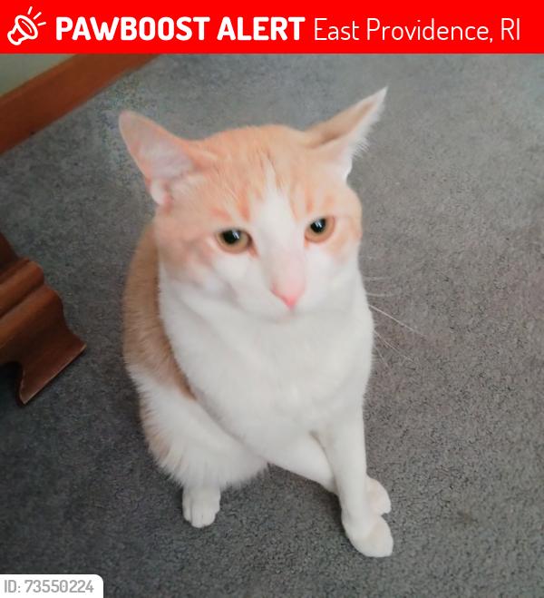 Lost Male Cat last seen Roger Williams Ave, East Providence, RI 02916