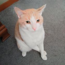 Lost Male Cat last seen Roger Williams Ave, East Providence, RI 02916
