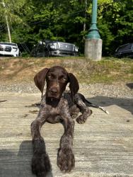 Reunited Female Dog last seen N clear Creek rd, Henderson County, NC 28792
