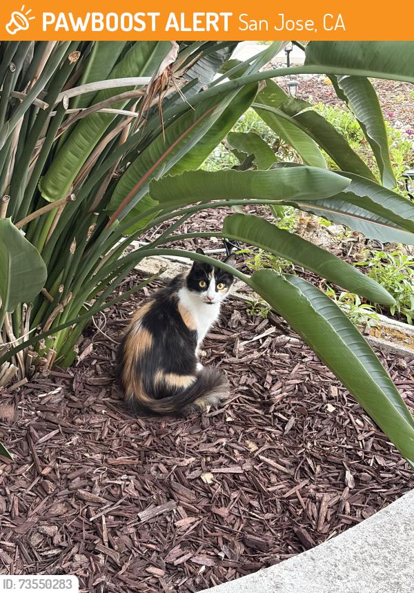 Found/Stray Female Cat last seen Suncrest x colonial, San Jose, CA 95132