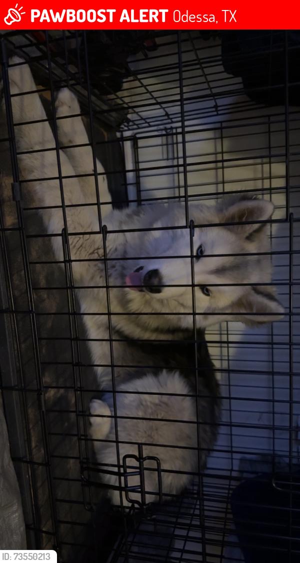 Lost Male Dog last seen 3rd and west county, Odessa, TX 79763